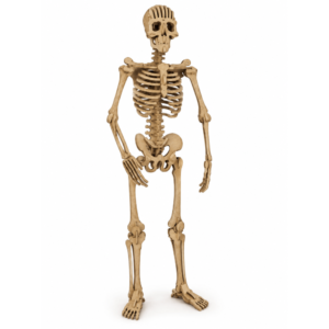 Human Skeleton