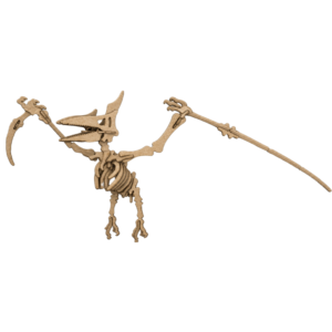 Pteradactyl